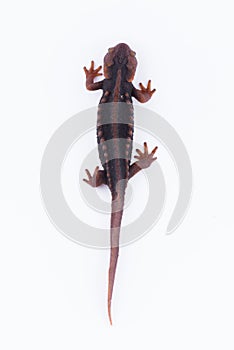 Salamander Himalayan Newt on white background and Living On th