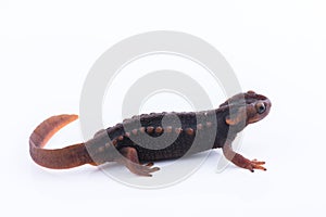 Salamander Himalayan Newt on white background and Living On th