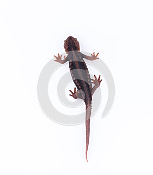 Salamander Himalayan Newt on white background and Living On th