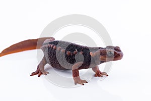 Salamander Himalayan Newt on white background and Living On th