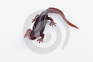Salamander Himalayan Newt on white background and Living On th