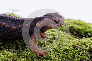 Salamander (Himalayan Newt) on white background and Living On th