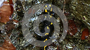 Salamander Image Black Reptile with Yellow Spots Climbing a Wet Rock