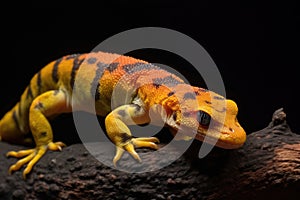 salamander limb regrowth with scientific annotations