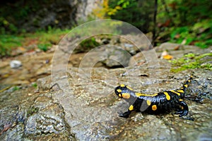 Salamander v prírodnom lesnom prostredí s riekou. Nádherný salamandra ohnivá, salamandra salamandra, obojživelník škvrnitý na šedom sto