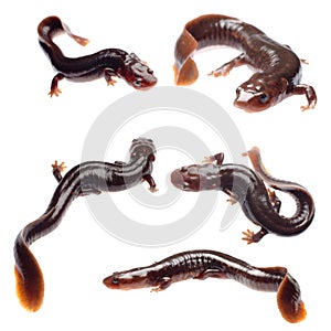 Salamander newt