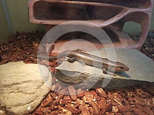 Salamander or newt on grey rock in aquarium