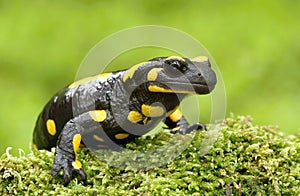 Salamander portrait photo