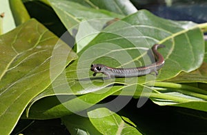 Salamander Pose photo