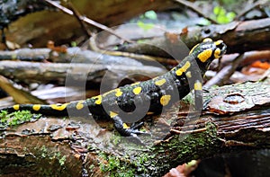 Salamander posing on tunk