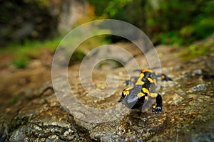 Salamander in the river habitat. Gorgeous Fire Salamander, Salamandra salamandra, spotted amphibian on the grey stone with green