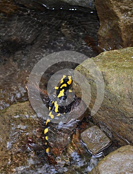 Salamander (Salamandra)