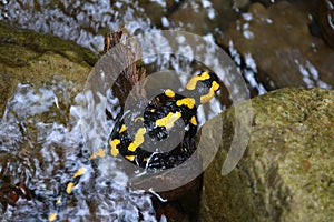 Salamander (Salamandra)