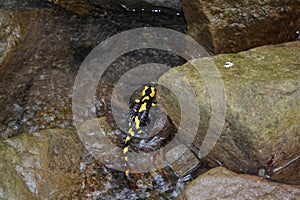 Salamander (Salamandra)