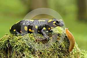 Salamander and slug