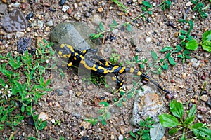 Salamander in Suche Mountains (Poland)