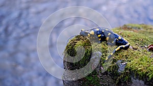 salamander waits on a rock by the stream