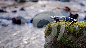 salamander waits on a rock by the stream