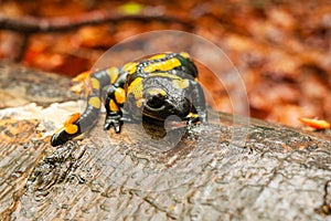 Salamander on a wet tree trunk