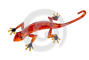 Red salamander, isolated on white photo