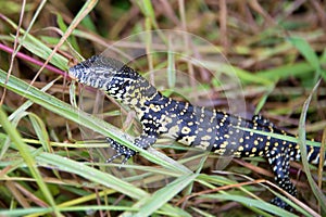 Salamander, Zambia