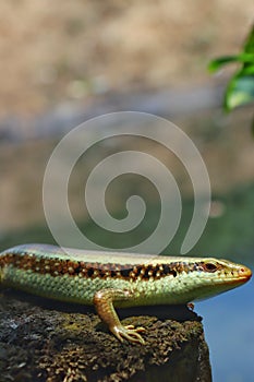 Salamanders exotic near the swamp