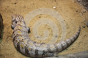 Salamanders sleep relax in cage at public park in Bangkok, Thailand