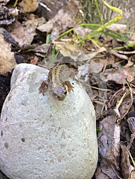 Salamanders on stone in the shade