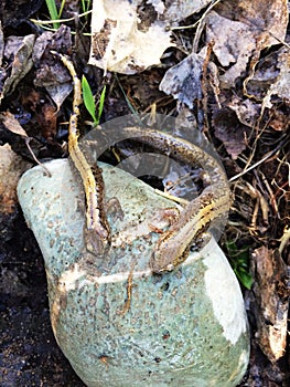 Salamanders on stone in the shade