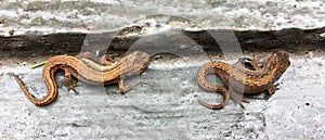 Salamanders on wood in the garden