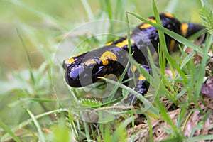 Salamandra