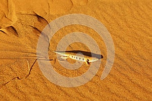 Salamandra in Sahara desert