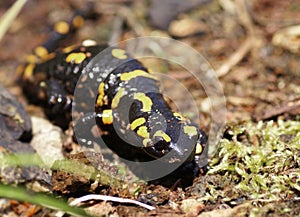 Salamandra salamandra