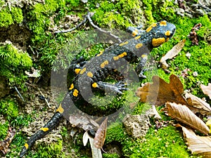 Salamandra salamandra