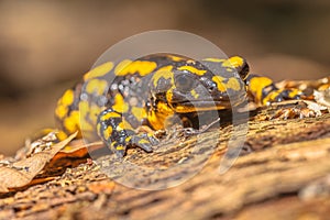 Salamandra Salamandra in Natural Habitat