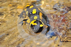 Salamandra salamandra, spotted salamander