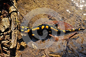 Salamandra salamandra, spotted salamander