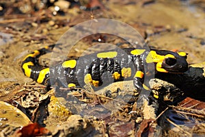 Salamandra salamandra, spotted salamander