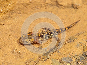 Salamandra salamandra, spotted salamander