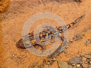 Salamandra salamandra, spotted salamander