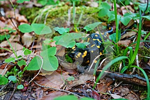 Salamandra salamandra, spotted salamander