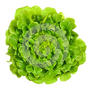 Salanova green oak leaf lettuce from above over white