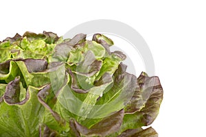 Salanova lettuce on white background.