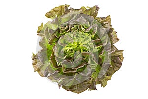 Salanova lettuce on white background.