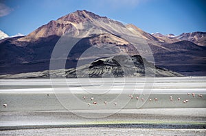 Salar de Surire, Chile