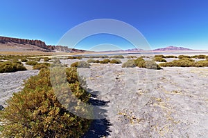 Salar de Tara Vegetation