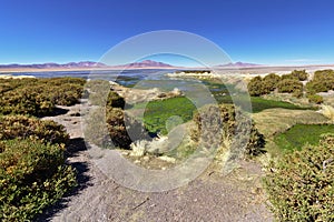 Salar de Tara Vegetation