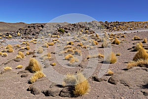 Salar de Tara Vegetation