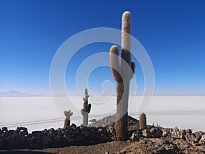 Salar de Uyuni in Bolivia with cactus