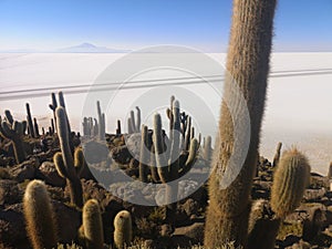 Salar de Uyuni in Bolivia with cactus